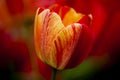 A beautiful macro closeup red orange tulip flower Royalty Free Stock Photo