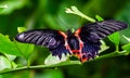 Beautiful macro closeup of a red scarlet butterfly, tropical insect specie from Asia