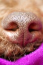 Beautiful macro dog nose background Lagotto Romagnolo breed 50,6 Megapixels 6480 with 4320 Pixels