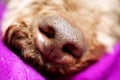 Beautiful macro dog nose background Lagotto Romagnolo breed 50,6 Megapixels 6480 with 4320 Pixels