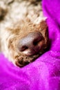 Beautiful macro dog nose background Lagotto Romagnolo breed 50,6 Megapixels 6480 with 4320 Pixels