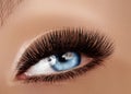 Beautiful Macro Female Eye with Extreme Long Eyelashes and Celebrate Makeup. Perfect Shape Make-up, Fashion Long Lashes