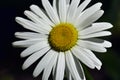 Beautiful macro of fresh daisies Royalty Free Stock Photo