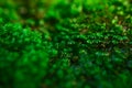 Beautiful macro Green Moss background texture in nature Royalty Free Stock Photo