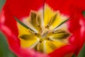 Beautiful macro image of the center of a tulip with red petals with flashes in black and yellow Royalty Free Stock Photo