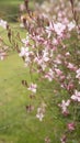 Beautiful macro image of Lindheimer Bee Blossom Butterfly Gaura flowers in English country garden border landscape setting Royalty Free Stock Photo