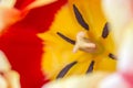 Beautiful macro image of a tulip with its petals red and yellow, its stigma, pistils, filaments and pollen