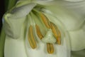 Beautiful macro image of a white flower with its stigma, pistils, filaments and pollen