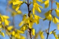 Branch of flowering forsythia shrub yellow flowers against the blue sky Royalty Free Stock Photo