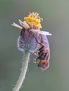 Beautiful macro insects with beautiful grass flowers