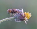 Beautiful macro insects standing on the beautiful grass flowers