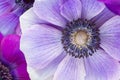 Beautiful macro of Japanese purple anemone flowers Royalty Free Stock Photo