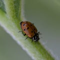 Beautiful macro ladybug with water spots