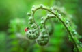 Beautiful macro nature background of ladybugs on curly fern plant leaf. Copy space. Spring floral greeting card template. Delicate Royalty Free Stock Photo