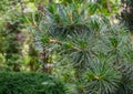 Beautiful macro of original two-tone green and silvery pine needles of Japanese pine Pinus parviflora Glauca