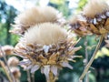 Beautiful macro photo of dried flowers of the Cynara cardunculus