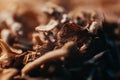 Beautiful macro photo of dried grass