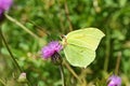 Gonepteryx rhamni , the common brimstone butterfly on flower