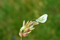 Leptidea duponcheli , the eastern wood white butterfly