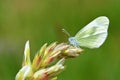 Leptidea duponcheli , the eastern wood white butterfly Royalty Free Stock Photo