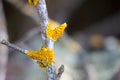 beautiful  macro-photo of lichen on a tree branch Royalty Free Stock Photo
