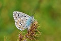 Polyommatus bellargus , The Adonis blue butterfly , butterflies of Iran Royalty Free Stock Photo