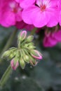 Macro photo of a summer flower