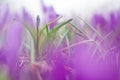 Beautiful macro photo of wildgrowing scilla in purple colors Royalty Free Stock Photo