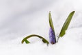 Beautiful macro photo of wildgrowing scilla on snow Royalty Free Stock Photo