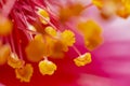 A macro photo of yellow pollen stems of a pink Hibiscus flower