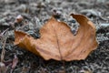 Mcro frosty Leaves Royalty Free Stock Photo