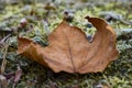 Mcro frosty Leaves Royalty Free Stock Photo