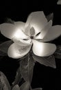 Beautiful Macro Photography Giant Magnolia In black And White Studio Light Royalty Free Stock Photo