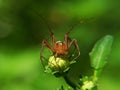 Beautiful macro photography of jumping spider Phidippus Audax regius perched on the branches of plants