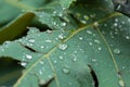 Beautiful Macro photography to a raindrops over a green leaf Royalty Free Stock Photo