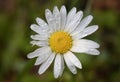 Beautiful macro photography of a wild white deisy whit rain drops Royalty Free Stock Photo