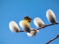 A beautiful macro picture of a Bumblebee extracting pollen from a blossoming pussy-willow in early spring. Bumblebee covered in