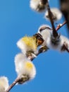 A beautiful macro picture of a Bumblebee extracting pollen from a blossoming pussy-willow in early spring. Bumblebee legs in
