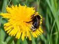 A beautiful macro picture of a Bumblebee extracting pollen from a dandelion flower Royalty Free Stock Photo