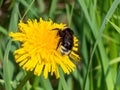 A beautiful macro picture of a Bumblebee extracting pollen from a dandelion flower Royalty Free Stock Photo