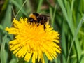 A beautiful macro picture of a Bumblebee extracting pollen from a dandelion flower Royalty Free Stock Photo