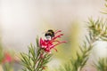 Bumblebee in a dandelion, beautiful unique yellow insect on top of a flower. Royalty Free Stock Photo