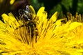 Beautiful macro picture of a bumblebee taking nectar from yellow dandelion under the sunlight