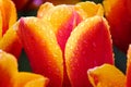 Beautiful macro picture of red yellow tulip with drops of morning dew on multi-colored petals. Macro flowers. Holland tulip. Royalty Free Stock Photo