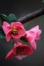 Beautiful macro pink Flower photo Royalty Free Stock Photo