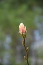 Beautiful Macro of a Pink Magnolia Bud Up Close Royalty Free Stock Photo