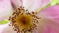 Beautiful macro pink open rose with pollen