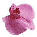 Beautiful Decorative macro Pink orchid flower. Vector clipart