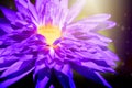 Beautiful macro purple lotus flower nature in the garden. Water lily. Royalty Free Stock Photo