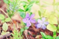 Beautiful macro of purple wild violet flowers with green leaves. Royalty Free Stock Photo